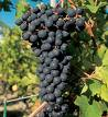Vino Cisterna d'Asti DOC